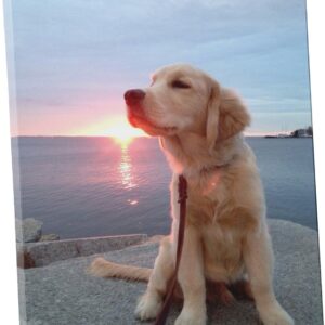 Niwo ART - On Demand Photo to Canvas 16" x 20"-Personalized Premium Canvas Art Print - Customized Picture Stretched on Wooden Frame as Gallery Artwork